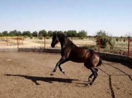Image result for IRAN HORSES