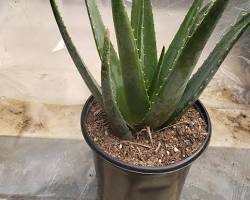 Image of Aloe vera plant