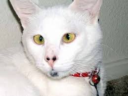 images?q=tbn:ANd9GcR5PuIaIELnk7x6c0VKbEQb5jI6fiEZRgMtmIBui-JalPKGPR_D