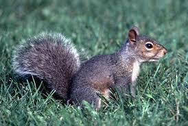 Image result for bright-eyed and bushy-tailed