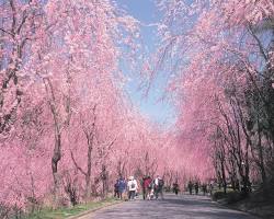 世羅甲山ふれあいの里の桜の画像