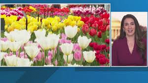 DC's first ever tulip day is set to transform the National Mall