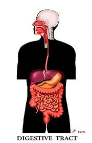 Image result for human stomach