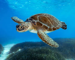 Tortuga-verde-do-Caribe