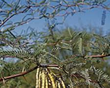 Image of Mesquite (Prosopis spp.) tree