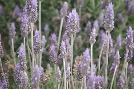 Resultado de imagen de FLORES DEL TOMILLO Y DE LA MENTA