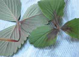 Image result for zinc burn in plants