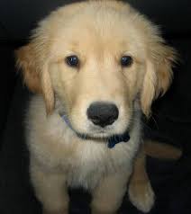 Share this puppy. Samson the Golden Retriever Pictures 8748. Comment. |. Give Biscuits - samson_golden_retriever_01.jpg_w450