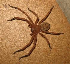 Golden huntsman spiders (Olios) - Picture Insect