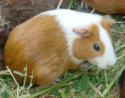 cochon d'inde ou hamster?