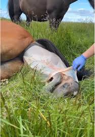 horseyinstagram | TikTok