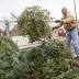 Area drop-off sites turn old Christmas trees into mulch