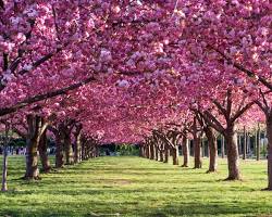 Image of Brooklyn Botanic Garden cherry blossoms