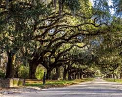 Immagine di Avenue of Oaks a Boone Hall Plantation