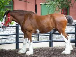 Image result for HORSE