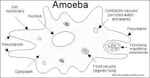 Image result for amoeba how it gets food