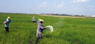 buğdayın gübrelenmesi ile ilgili görsel sonucu