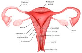 Image result for how to insert male organ into female organ