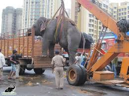 Role Of Social Media In Conservation - Wildlife SOS