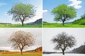 Resultado de imagen de APRENDE ARBOLES HOJAS