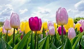 Image result for spring