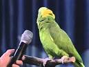 kaka 2 parrots kissing video youtube