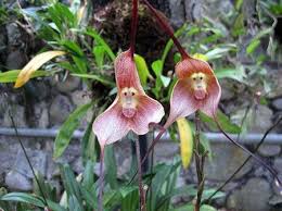 Image result for ����С���m