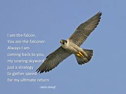 Amazing 21 popular quotes about falcon picture French | WishesTrumpet via Relatably.com