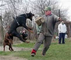 Résultat de recherche d'images pour "dobirman"