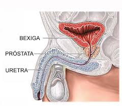 Resultado de imagen de prostata humana  real fotos