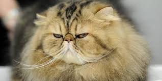 images?q=tbn:ANd9GcR6ftmMiw5_32Fgl1JOiKnbE3YRAlsiiyy3tTf8XrVesLQGq2DW