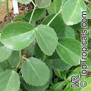 Cissus rotundifolia