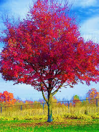 Résultat de recherche d'images pour "image arbres"