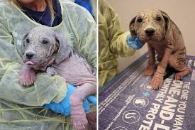 Abandoned Puppy Battled Severe Skin Condition, Finds Forever ...