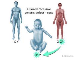 Image result for y chromosome