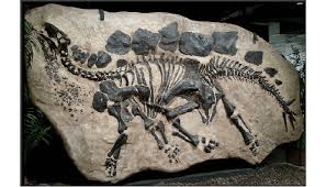 Images and collectibles of living & extinct animals