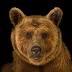 Brown bear