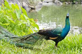 Image result for natural peacock