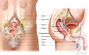 Image result for how to insert male organ into female organ