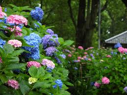 「紫陽花の写真　無料」の画像検索結果