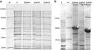 E coli blcodonplus (de3) ril