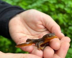 person holding a newtの画像