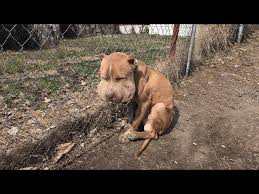 He was used as bait dog, chained to fence as infection ...