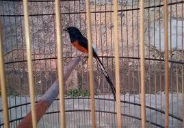 Hasil gambar untuk murai batu