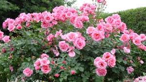 bir demet �sparta g�l� ile ilgili g�rsel sonucu