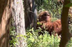 7 Jaw-Dropping Facts About the Lawton, Oklahoma Bigfoot Sighting