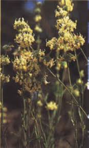 Rabo de gato (Sideritis angustifolia L.) - rabo-gato-flores-m