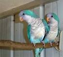 pictures of 2 parrots kissing video of imran hashmi