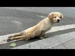 Straydog was hit by a car and its hind legs broken,struggled ...