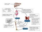 Calcium resorption